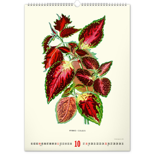 Fotografie k reklamnímu předmětu „NOTIQUE Nástěnný kalendář Vintage plakáty – herbář 2026, 33 x 46 cm“