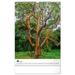 Fotografie k reklamnímu předmětu „NOTIQUE Nástěnný kalendář Stromy 2026, 33 x 46 cm“