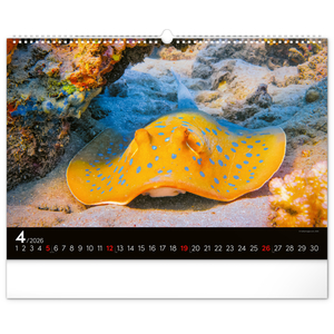 Fotografie k reklamnímu předmětu „NOTIQUE Nástěnný kalendář Podmořský svět 2026, 48 x 33 cm“