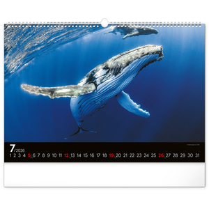 Fotografie k reklamnímu předmětu „NOTIQUE Nástěnný kalendář Podmořský svět 2026, 48 x 33 cm“