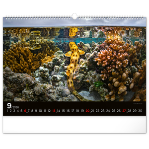 Fotografie k reklamnímu předmětu „NOTIQUE Nástěnný kalendář Podmořský svět 2026, 48 x 33 cm“