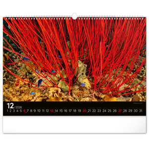 Fotografie k reklamnímu předmětu „NOTIQUE Nástěnný kalendář Podmořský svět 2026, 48 x 33 cm“