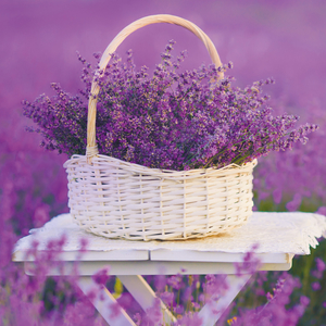 Fotografie k reklamnímu předmětu „NOTIQUE Poznámkový kalendář Provence 2026, 30 x 30 cm“