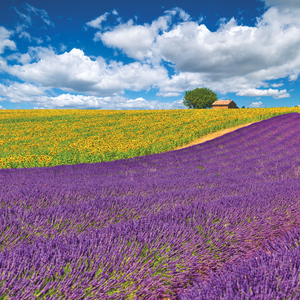 Fotografie k reklamnímu předmětu „NOTIQUE Poznámkový kalendář Provence 2026, 30 x 30 cm“
