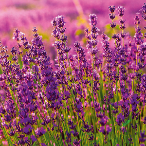 Fotografie k reklamnímu předmětu „NOTIQUE Poznámkový kalendář Provence 2026, 30 x 30 cm“