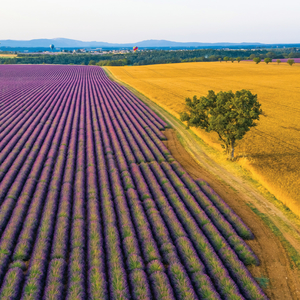 Fotografie k reklamnímu předmětu „NOTIQUE Poznámkový kalendář Provence 2026, 30 x 30 cm“