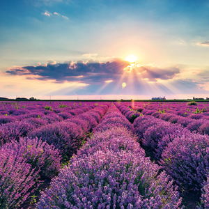 Fotografie k reklamnímu předmětu „NOTIQUE Poznámkový kalendář Provence 2026, 30 x 30 cm“