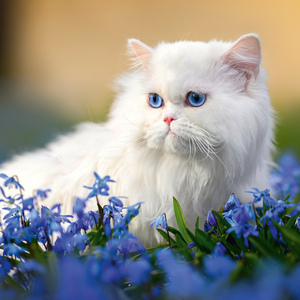 Fotografie k reklamnímu předmětu „NOTIQUE Poznámkový kalendář Kočky 2026, 30 x 30 cm“