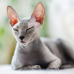 Fotografie k reklamnímu předmětu „NOTIQUE Poznámkový kalendář Kočky 2026, 30 x 30 cm“