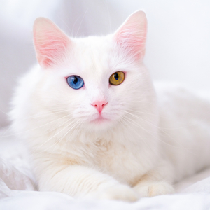 Fotografie k reklamnímu předmětu „NOTIQUE Poznámkový kalendář Kočky 2026, 30 x 30 cm“