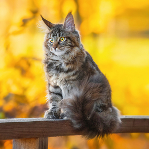 Fotografie k reklamnímu předmětu „NOTIQUE Poznámkový kalendář Kočky 2026, 30 x 30 cm“