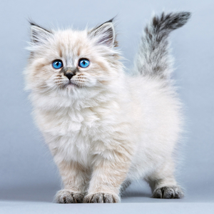 Fotografie k reklamnímu předmětu „NOTIQUE Poznámkový kalendář Koťata 2026, 30 x 30 cm“