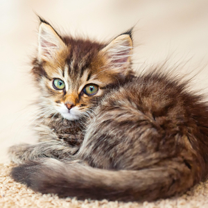 Fotografie k reklamnímu předmětu „NOTIQUE Poznámkový kalendář Koťata 2026, 30 x 30 cm“