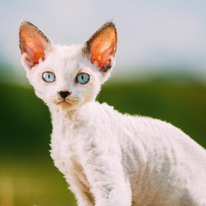 Fotografie k reklamnímu předmětu „NOTIQUE Poznámkový kalendář Koťata 2026, 30 x 30 cm“