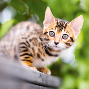 Fotografie k reklamnímu předmětu „NOTIQUE Poznámkový kalendář Koťata 2026, 30 x 30 cm“