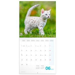 Fotografie k reklamnímu předmětu „NOTIQUE Poznámkový kalendář Koťata 2026, 30 x 30 cm“