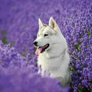 Fotografie k reklamnímu předmětu „NOTIQUE Poznámkový kalendář Psi 2026, 30 x 30 cm“