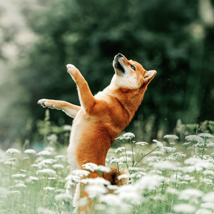 Fotografie k reklamnímu předmětu „NOTIQUE Poznámkový kalendář Psi 2026, 30 x 30 cm“