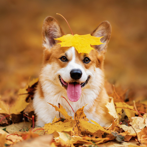 Fotografie k reklamnímu předmětu „NOTIQUE Poznámkový kalendář Psi 2026, 30 x 30 cm“