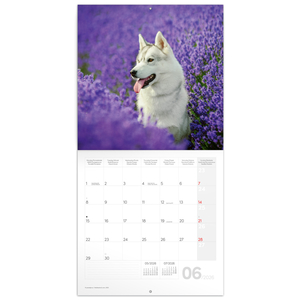 Fotografie k reklamnímu předmětu „NOTIQUE Poznámkový kalendář Psi 2026, 30 x 30 cm“