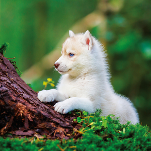 Fotografie k reklamnímu předmětu „NOTIQUE Poznámkový kalendář Štěňata 2026, 30 x 30 cm“