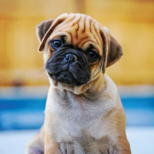 Fotografie k reklamnímu předmětu „NOTIQUE Poznámkový kalendář Štěňata 2026, 30 x 30 cm“