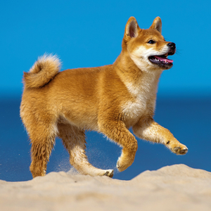 Fotografie k reklamnímu předmětu „NOTIQUE Poznámkový kalendář Štěňata 2026, 30 x 30 cm“