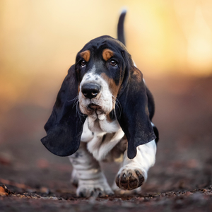 Fotografie k reklamnímu předmětu „NOTIQUE Poznámkový kalendář Štěňata 2026, 30 x 30 cm“