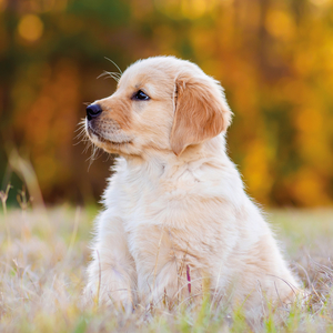 Fotografie k reklamnímu předmětu „NOTIQUE Poznámkový kalendář Štěňata 2026, 30 x 30 cm“