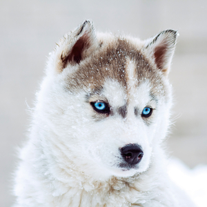 Fotografie k reklamnímu předmětu „NOTIQUE Poznámkový kalendář Štěňata 2026, 30 x 30 cm“