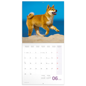 Fotografie k reklamnímu předmětu „NOTIQUE Poznámkový kalendář Štěňata 2026, 30 x 30 cm“