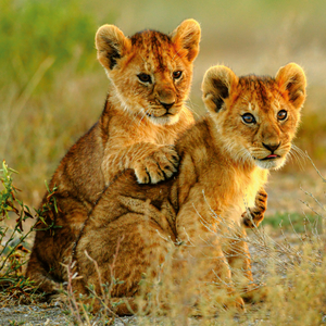 Fotografie k reklamnímu předmětu „NOTIQUE Poznámkový kalendář Mláďata 2026, 30 x 30 cm“