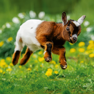 Fotografie k reklamnímu předmětu „NOTIQUE Poznámkový kalendář Mláďata 2026, 30 x 30 cm“