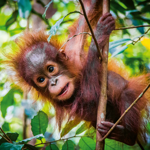 Fotografie k reklamnímu předmětu „NOTIQUE Poznámkový kalendář Mláďata 2026, 30 x 30 cm“