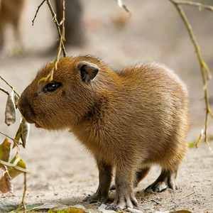 Fotografie k reklamnímu předmětu „NOTIQUE Poznámkový kalendář Mláďata 2026, 30 x 30 cm“