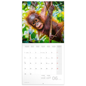 Fotografie k reklamnímu předmětu „NOTIQUE Poznámkový kalendář Mláďata 2026, 30 x 30 cm“