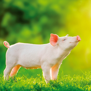 Fotografie k reklamnímu předmětu „NOTIQUE Poznámkový kalendář Úsměv, prosím 2026, 30 x 30 cm“