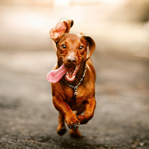 Fotografie k reklamnímu předmětu „NOTIQUE Poznámkový kalendář Úsměv, prosím 2026, 30 x 30 cm“