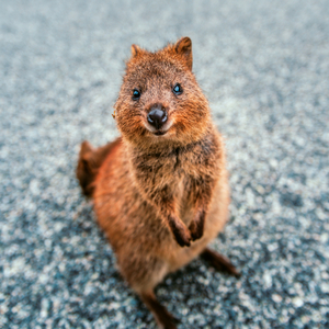 Fotografie k reklamnímu předmětu „NOTIQUE Poznámkový kalendář Úsměv, prosím 2026, 30 x 30 cm“