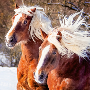 Fotografie k reklamnímu předmětu „NOTIQUE Poznámkový kalendář Koně – Christiane Slawik 2026, 30 x 30 cm“