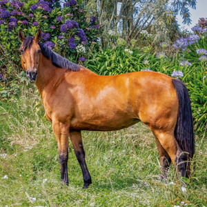 Fotografie k reklamnímu předmětu „NOTIQUE Poznámkový kalendář Koně – Christiane Slawik 2026, 30 x 30 cm“