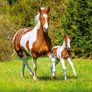 Fotografie k reklamnímu předmětu „NOTIQUE Poznámkový kalendář Koně – Christiane Slawik 2026, 30 x 30 cm“