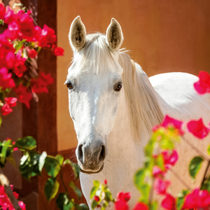 Fotografie k reklamnímu předmětu „NOTIQUE Poznámkový kalendář Koně – Christiane Slawik 2026, 30 x 30 cm“