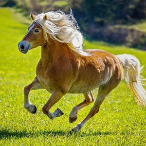 Fotografie k reklamnímu předmětu „NOTIQUE Poznámkový kalendář Koně – Christiane Slawik 2026, 30 x 30 cm“