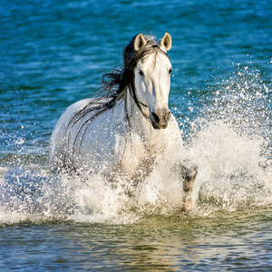 Fotografie k reklamnímu předmětu „NOTIQUE Poznámkový kalendář Koně – Christiane Slawik 2026, 30 x 30 cm“