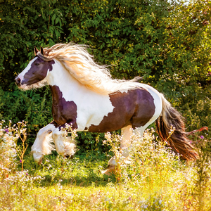 Fotografie k reklamnímu předmětu „NOTIQUE Poznámkový kalendář Koně – Christiane Slawik 2026, 30 x 30 cm“