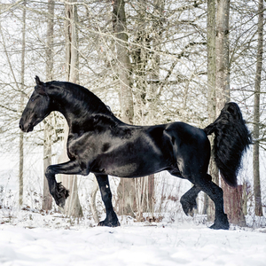 Fotografie k reklamnímu předmětu „NOTIQUE Poznámkový kalendář Koně – Christiane Slawik 2026, 30 x 30 cm“