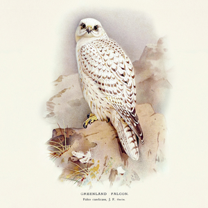 Fotografie k reklamnímu předmětu „NOTIQUE Poznámkový kalendář Ptáčci 2026, 30 x 30 cm“