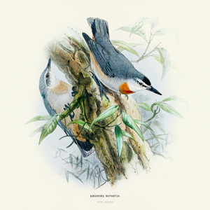 Fotografie k reklamnímu předmětu „NOTIQUE Poznámkový kalendář Ptáčci 2026, 30 x 30 cm“