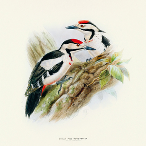 Fotografie k reklamnímu předmětu „NOTIQUE Poznámkový kalendář Ptáčci 2026, 30 x 30 cm“